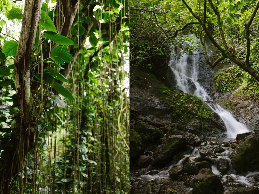 lush vegetation and waterfall at likeke hike falls oahu