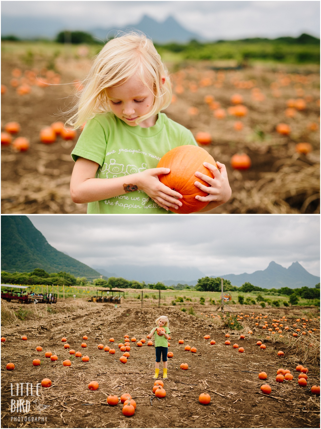 oahu pumpkin patch 2015