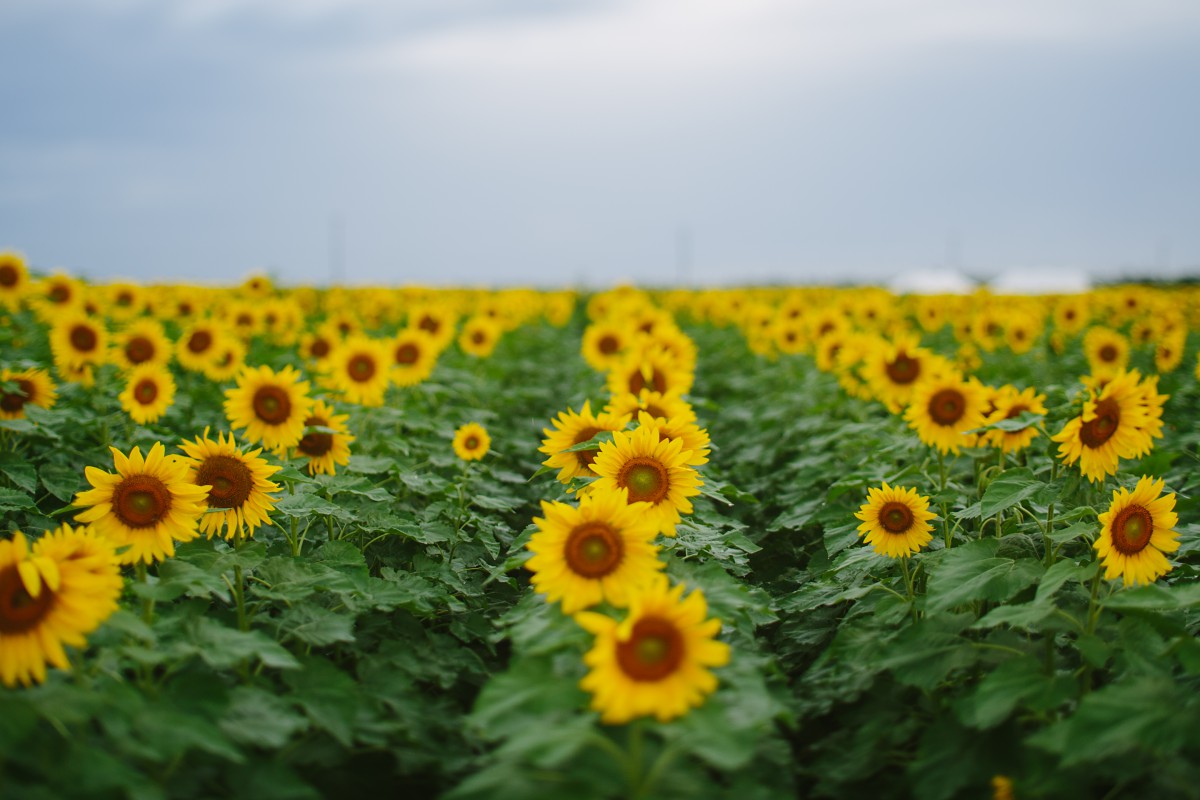 oahu sunflower field