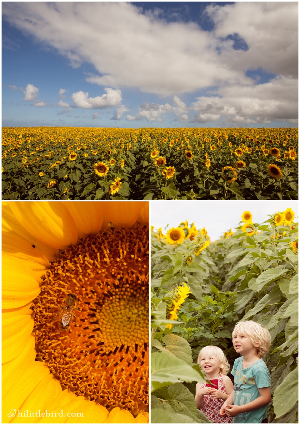 oahu sunflowers