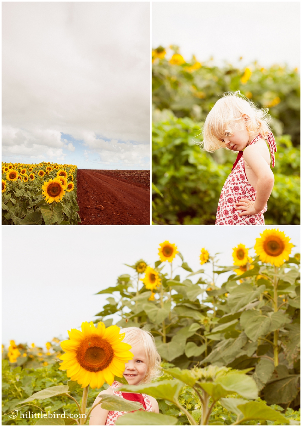 Oahu sunflower fields in Waialua