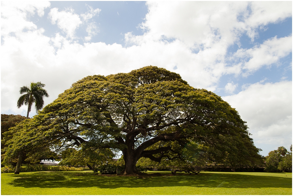 Moanalua gardens famous hitachi tree