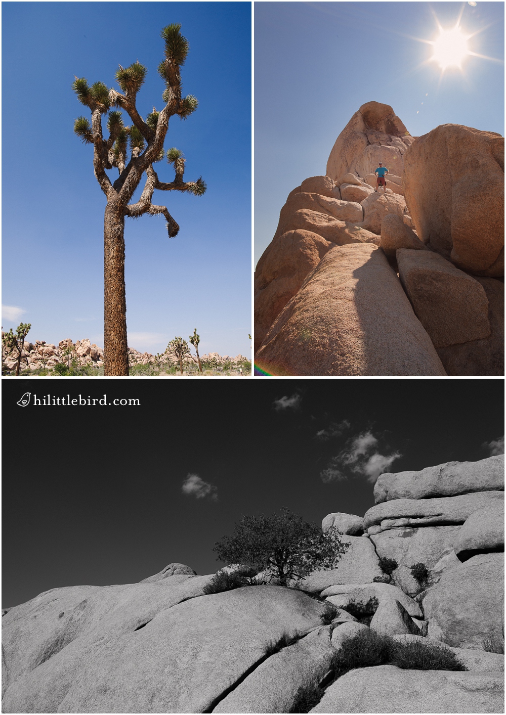 joshua tree national park day trip