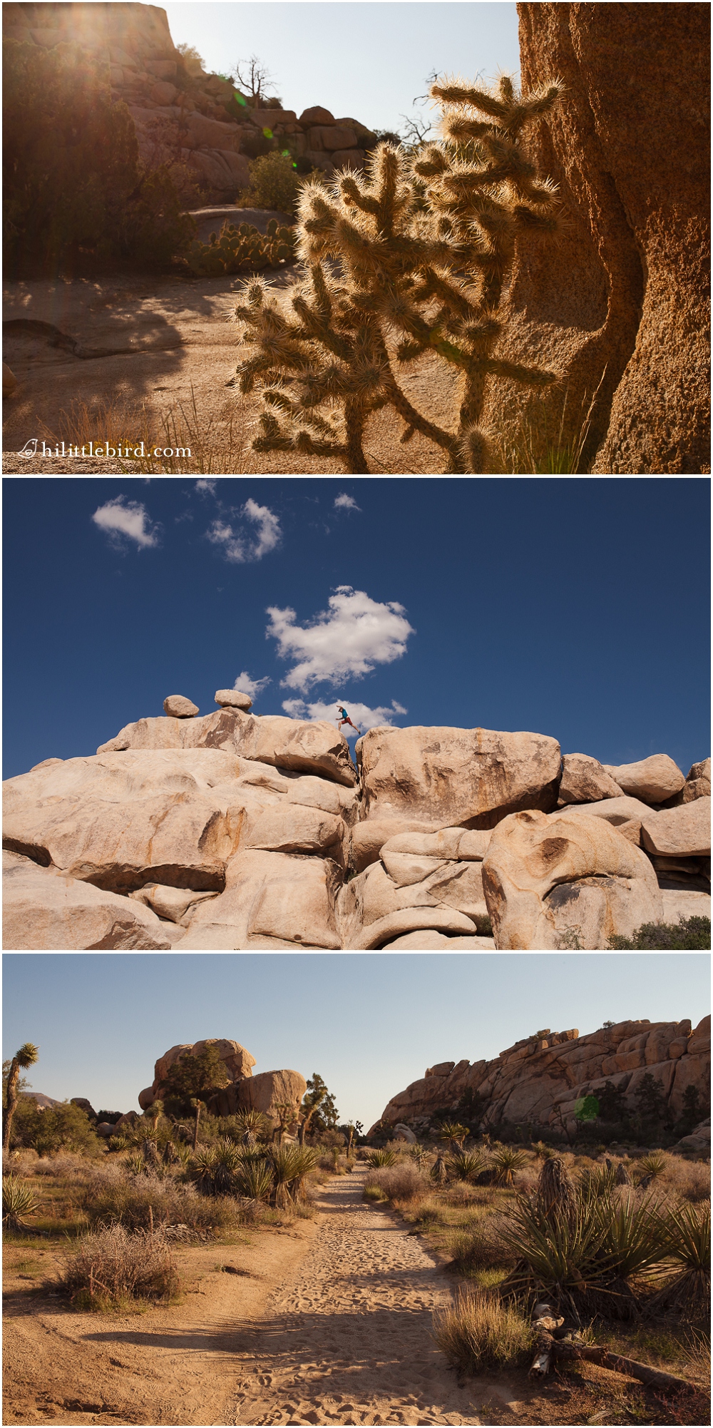 joshua tree national park day trip