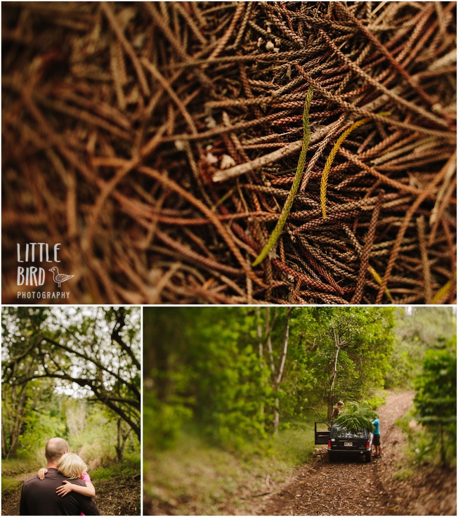 Oahu Christmas Tree Hike Christmas Adventure in Hawaii