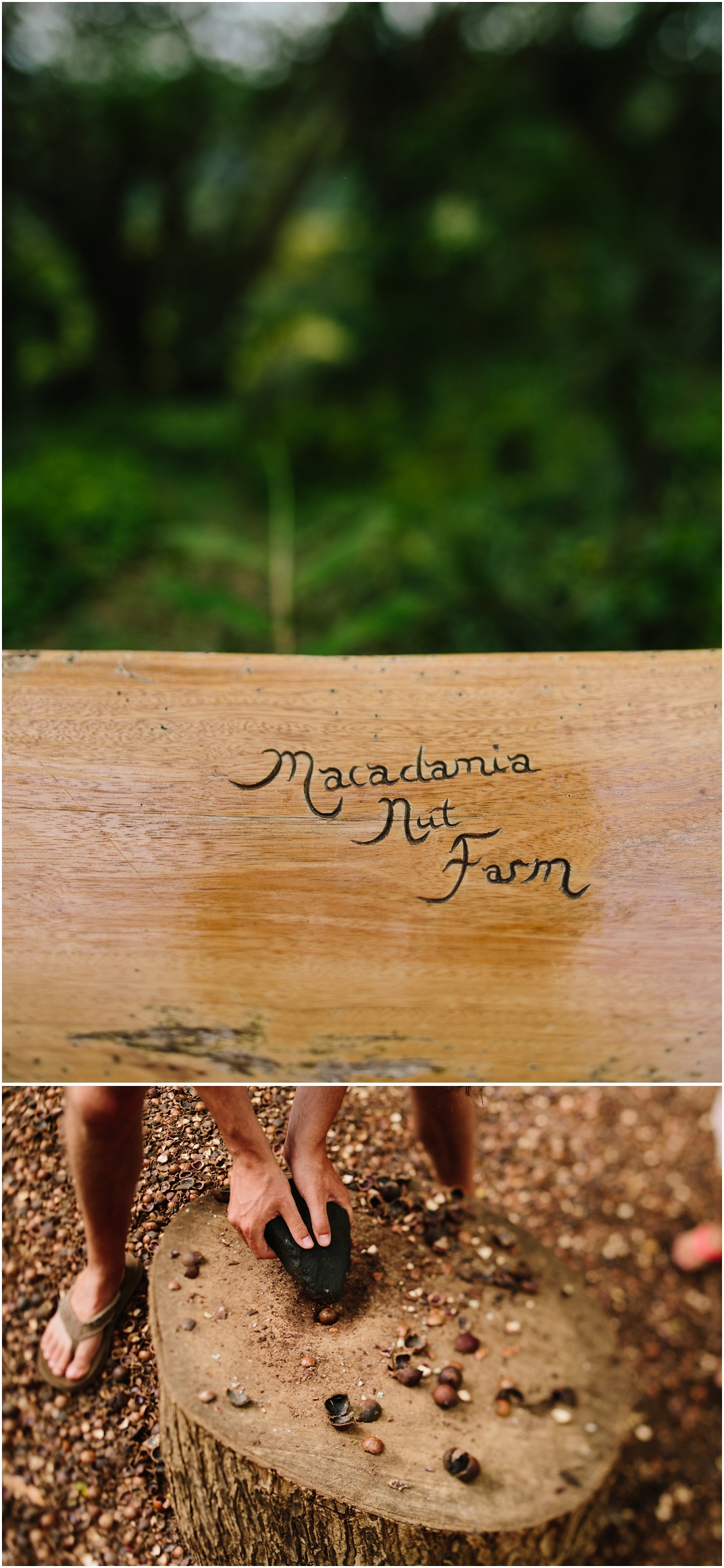 oahu-macadamia-nut-farm