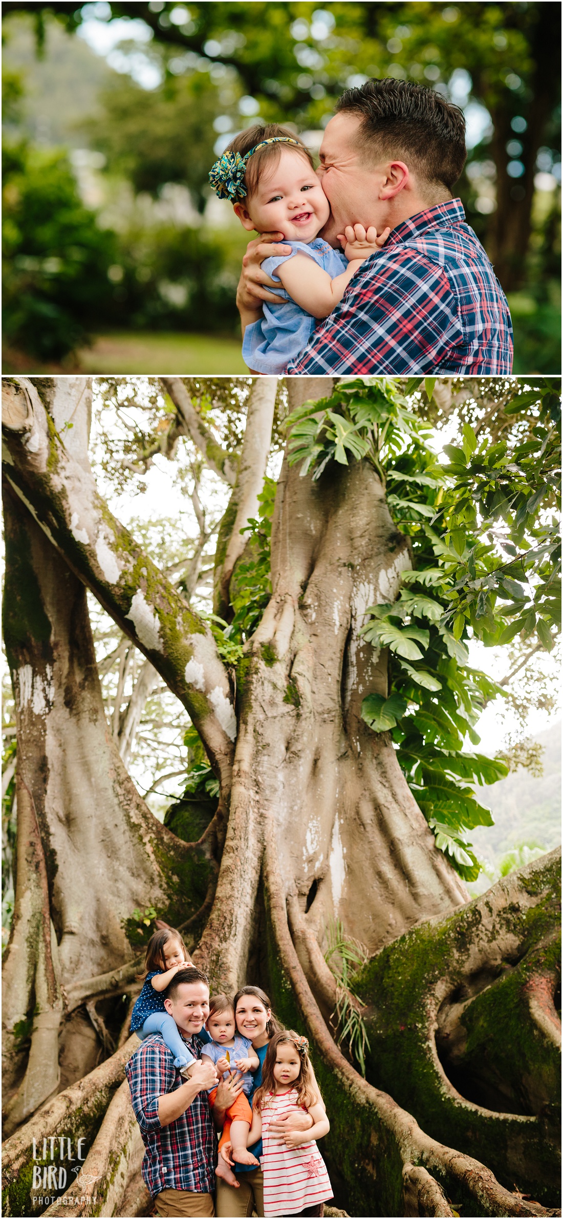 family portraits under a banyan tree in oahu