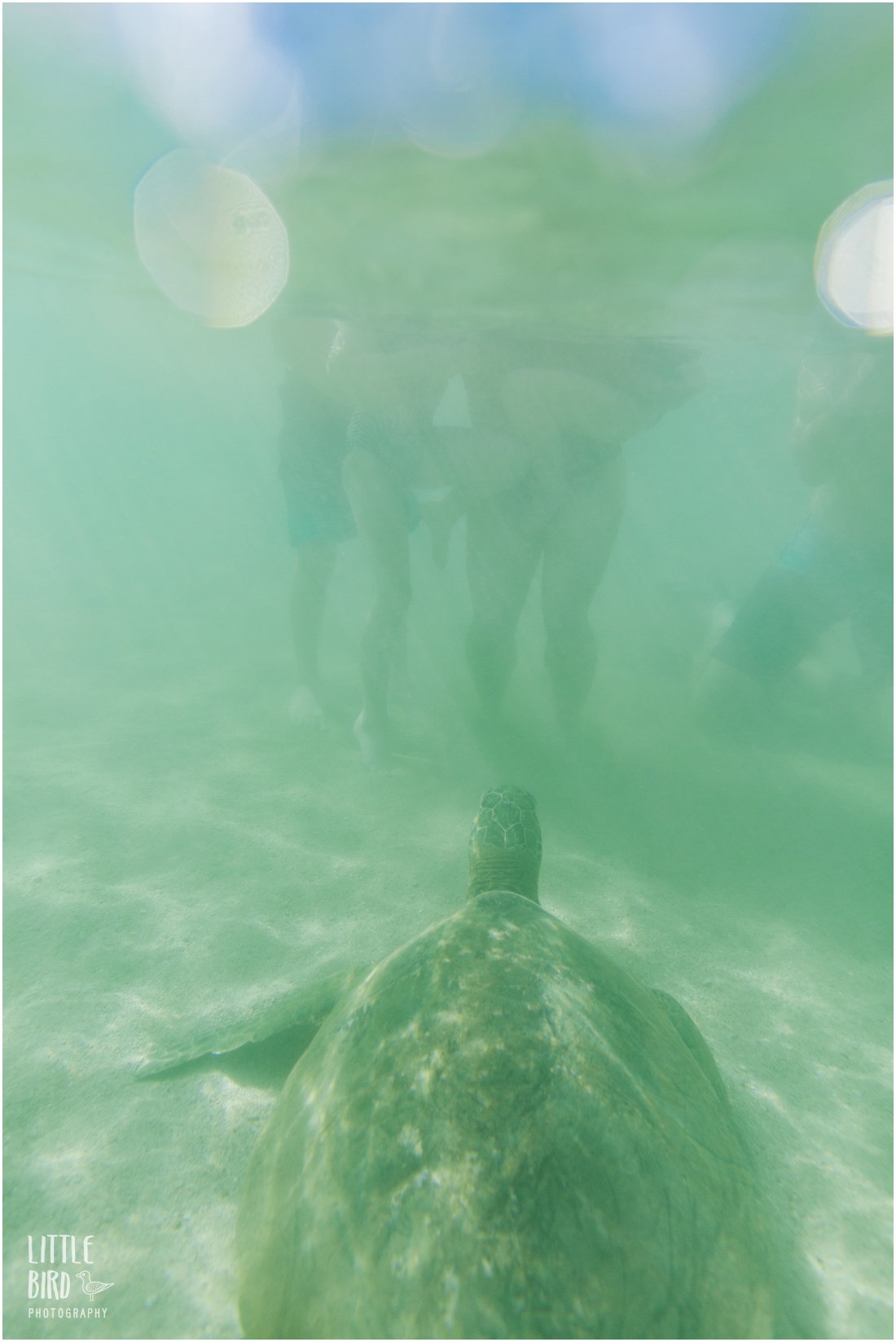 family swimming with sea turtles on oahu