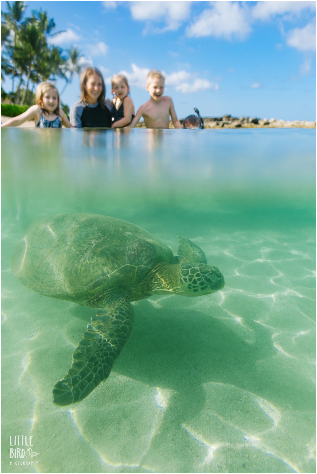 best place to swim with sea turtles oahu