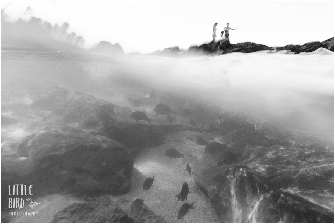 black and white underwater photography in hawaii