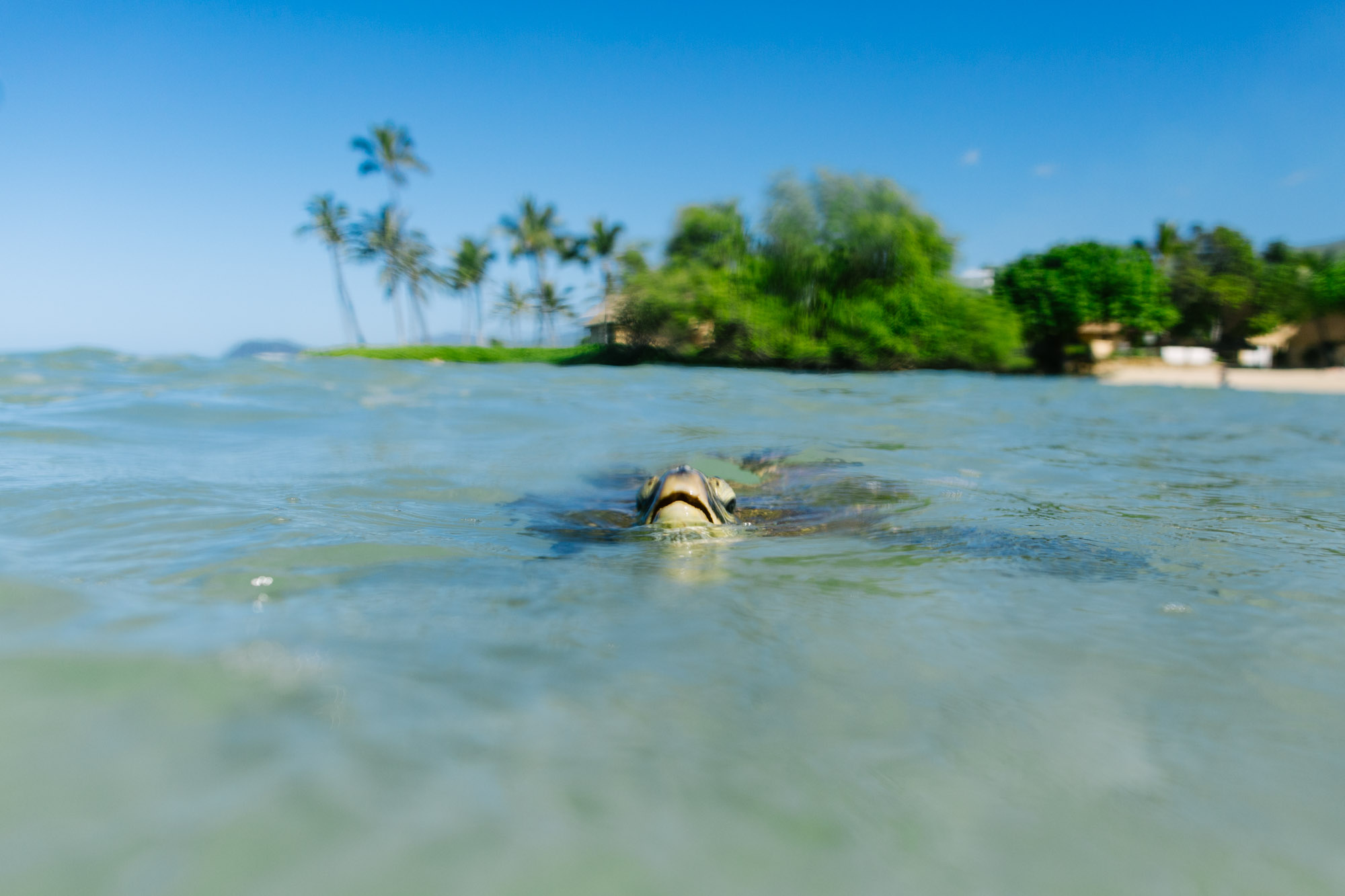 oahu sea turtle at koolina