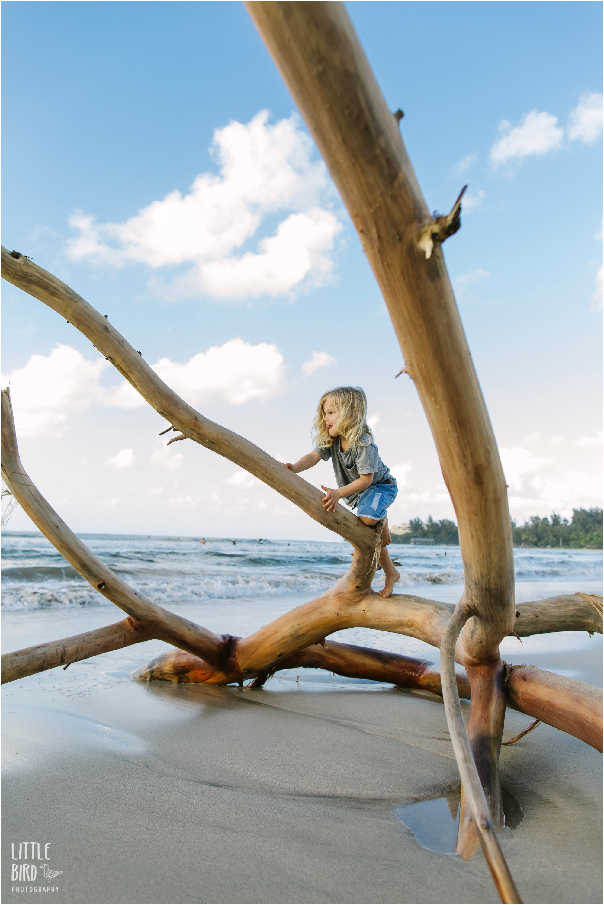 boy playing on driftwood at hanalei bay during family portrait session