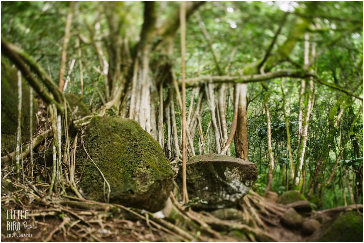 banyan tree on ehukai pillbox hike
