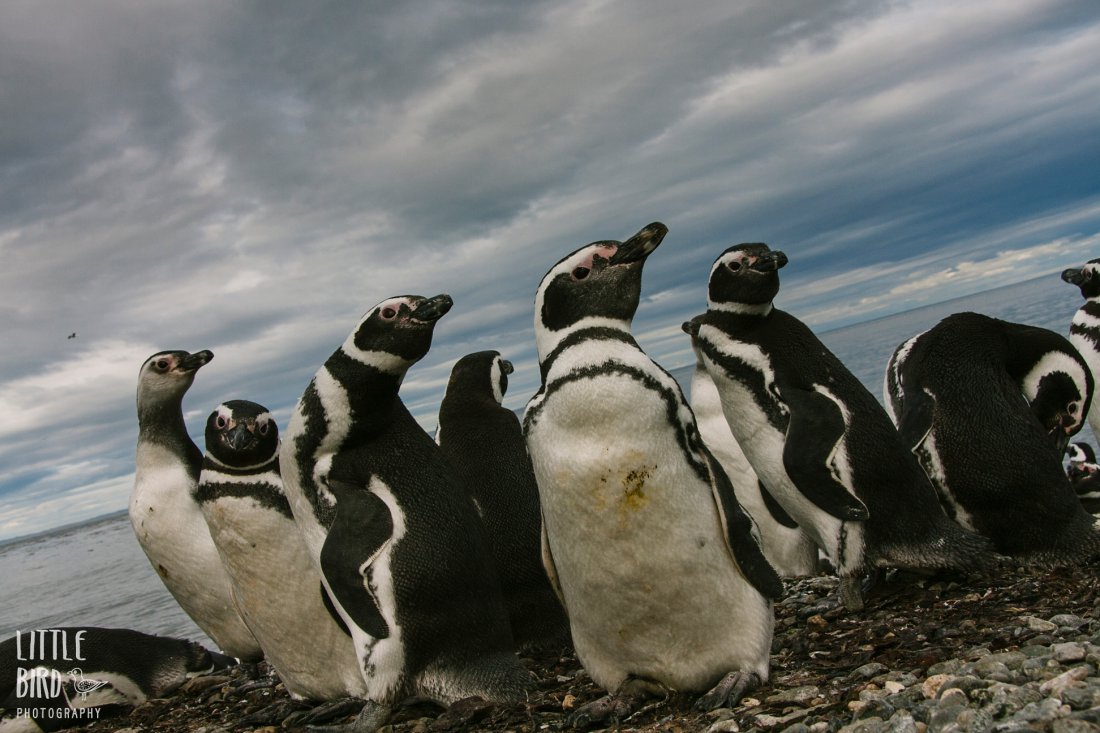 penguins in punta arenas chile