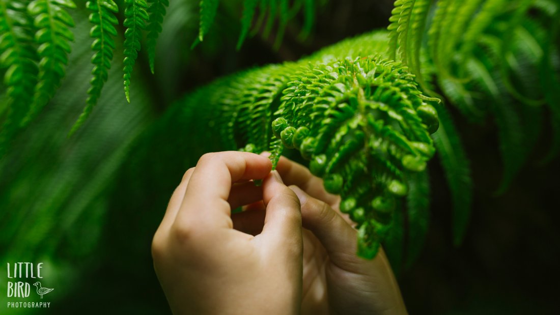 hands exploring a pretty fern in hawaii