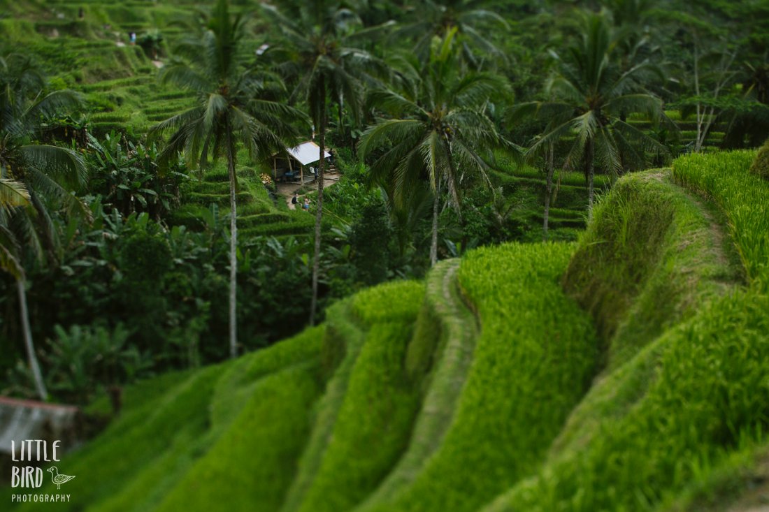 rice terrace at tagalalong bali