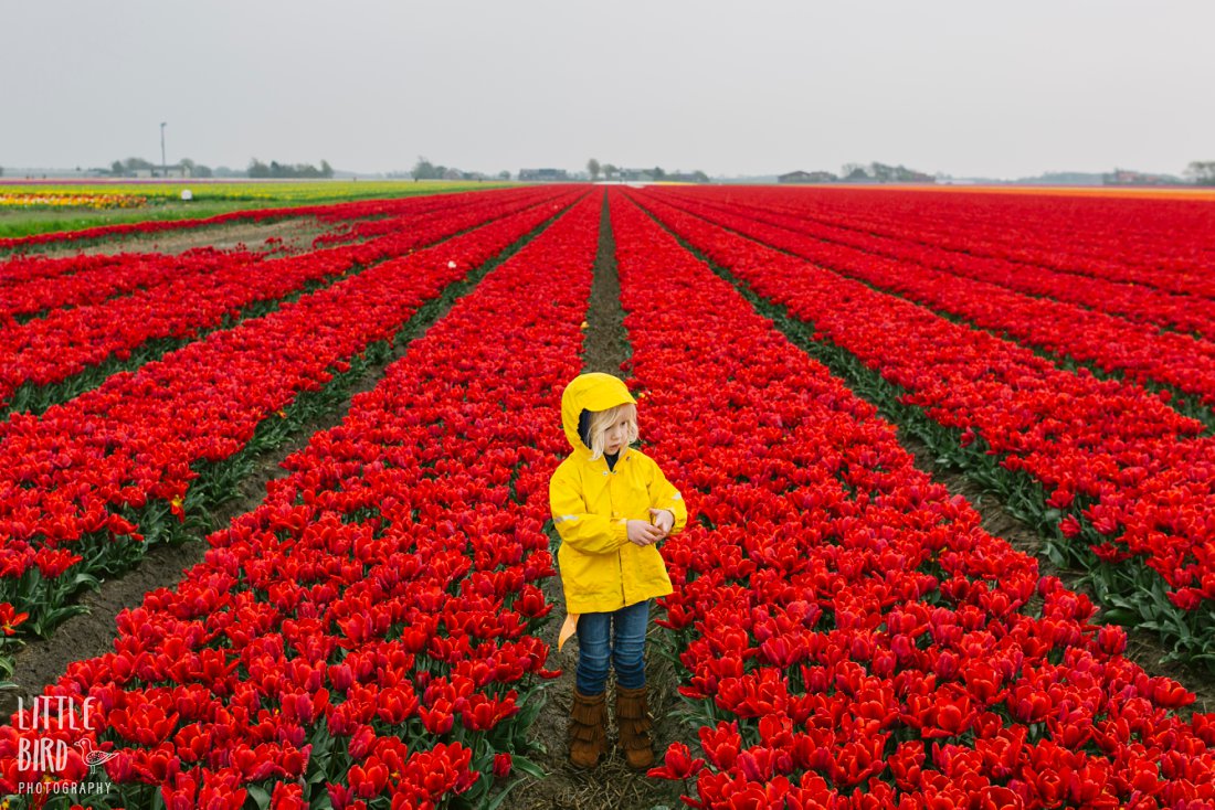 girl in tulip fields holland