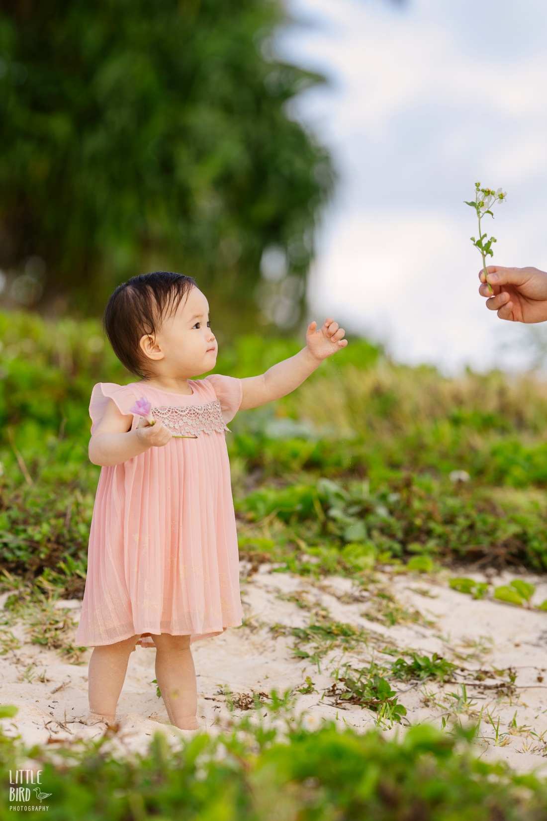 dad handing baby a flower at lanikai beach in hawaii