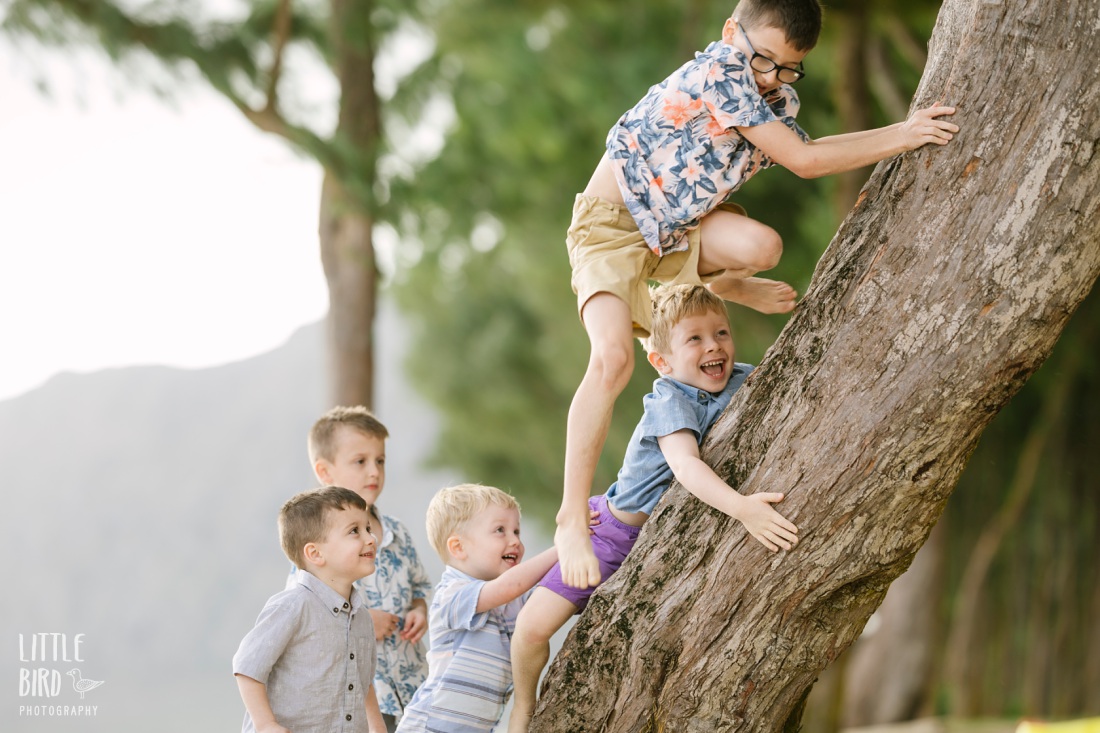 a group of young boys climbind a tree captured by little bird photography