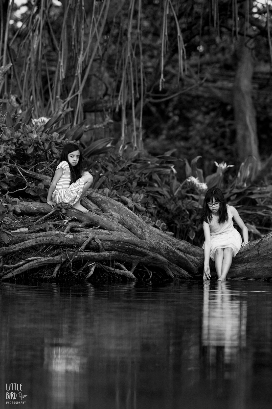 black and white portrait of sisters sitting on big tree roots in laie
