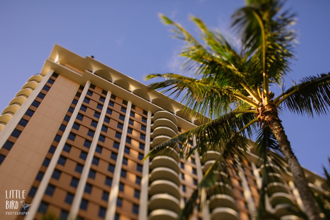 palm tree and hotel