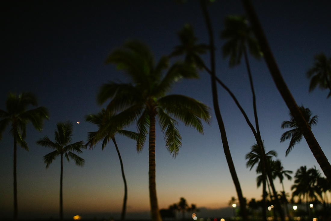 palm trees in waikiki with the soft pastel light after sunset