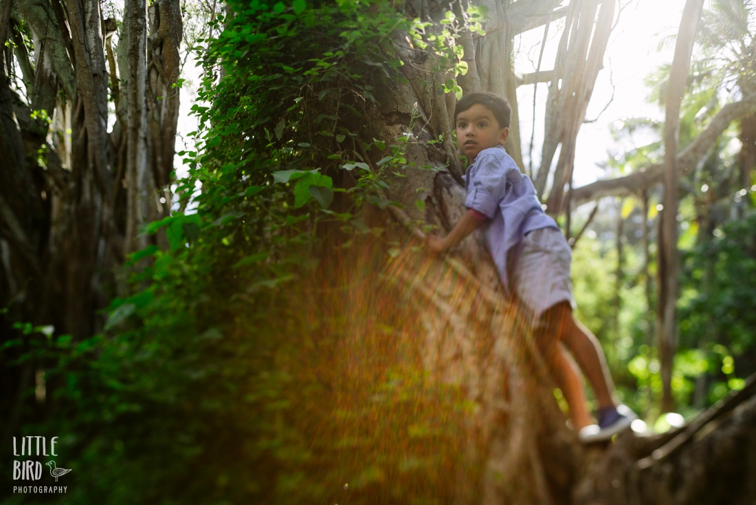 boy climbing a banyan tree in hawaii