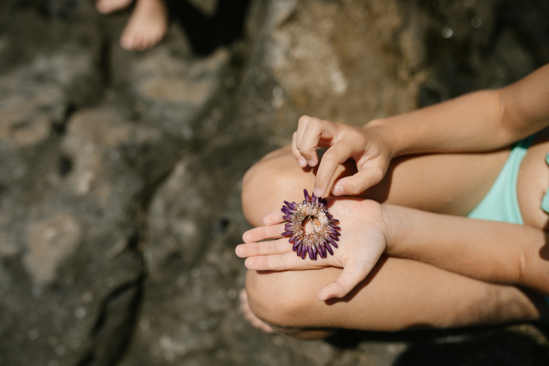 girl examines a purple sea urchin at a tide pool in hawaii