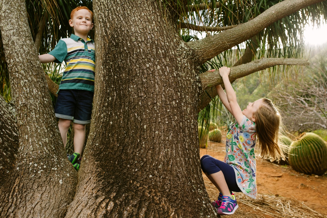 kids playing on a tree at koko head botanical garden on oahu