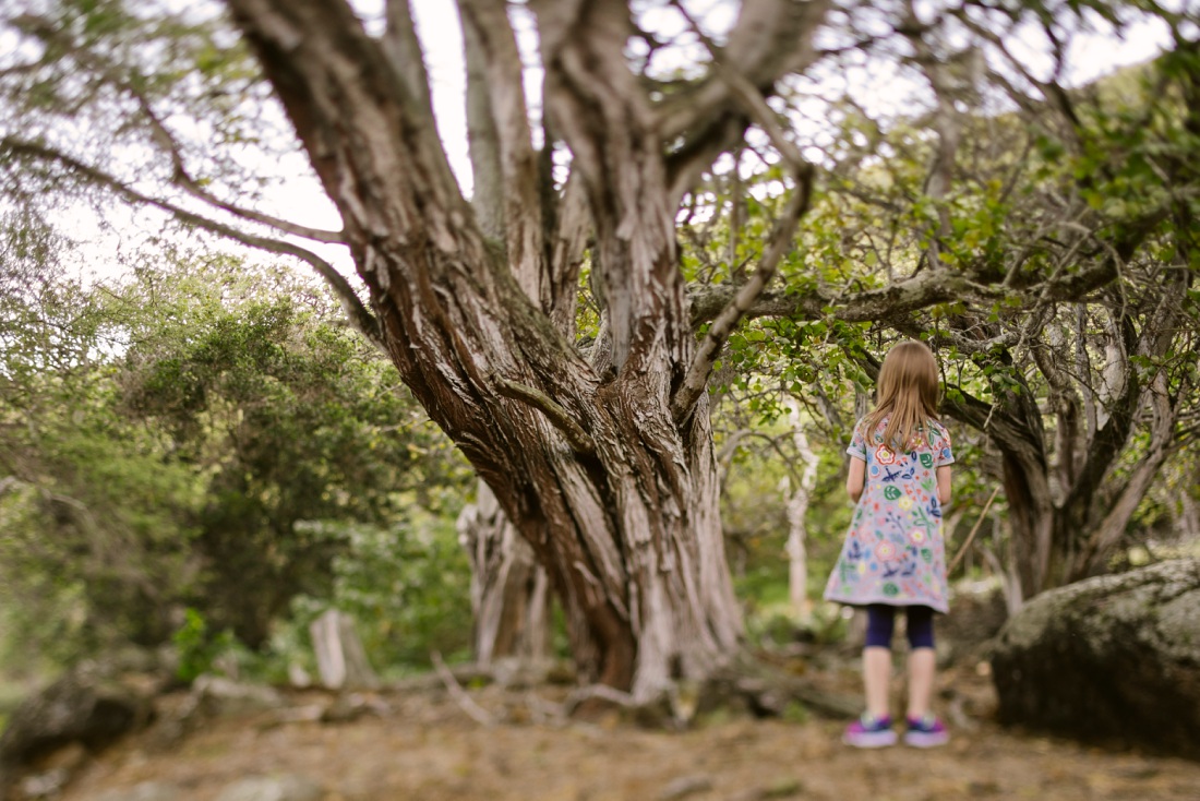 girl examining a giant tree