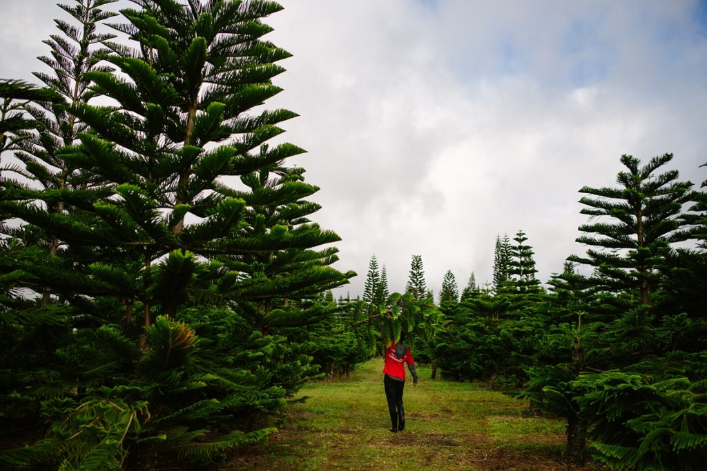 Oahu Christmas Tree Hunt | A Hawaii Family Tradition