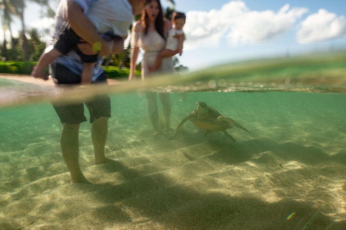 sea turtle swimming near a family at paradise cove oahu during a family photo session