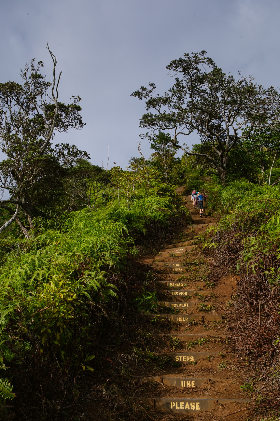 kids hiking the stairs near the summit of the kuliouou ridge trail