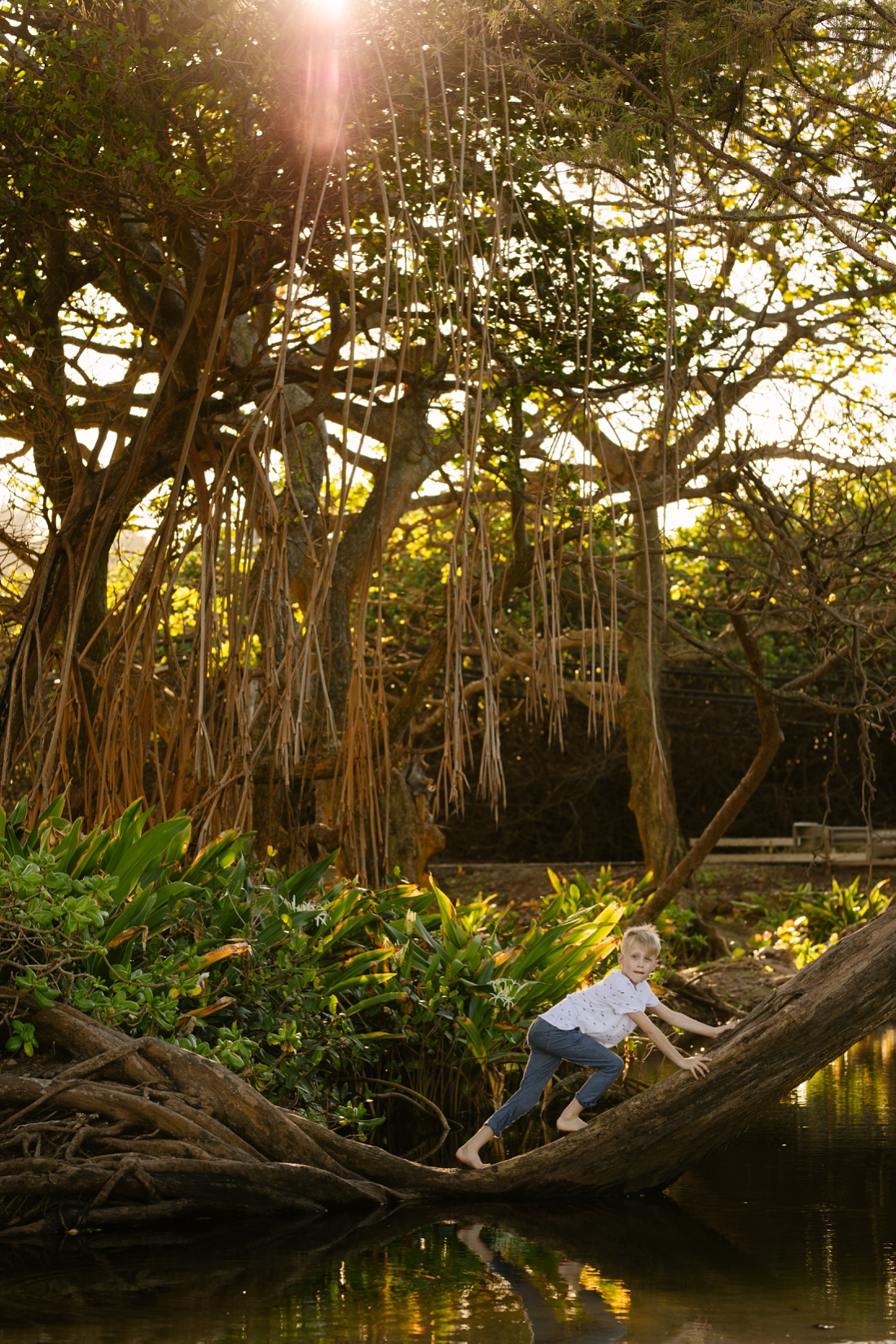 boy climbing a tree in the jungle like laie beach park in oahu during a photoshoot