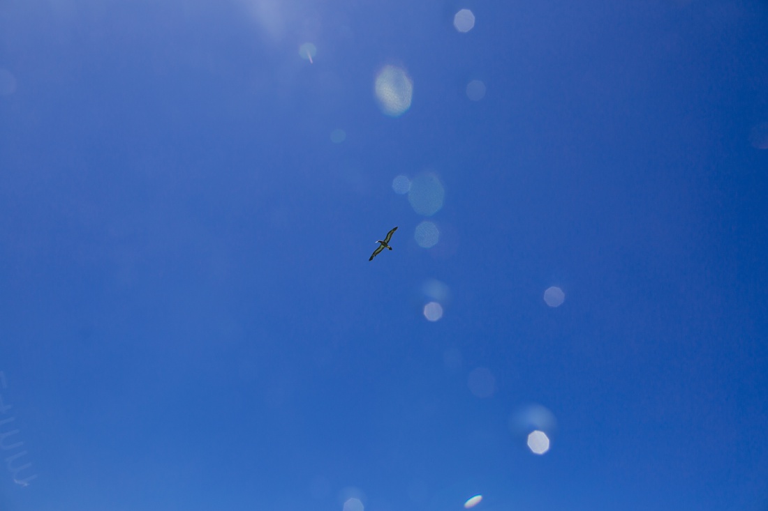 brown booby flying overhead in hawaii