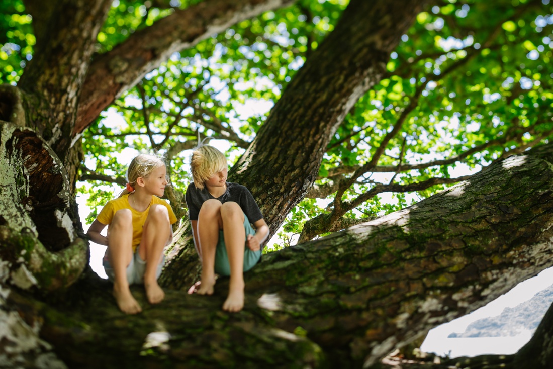 siblings sit in a tree at kahana beach in oahu