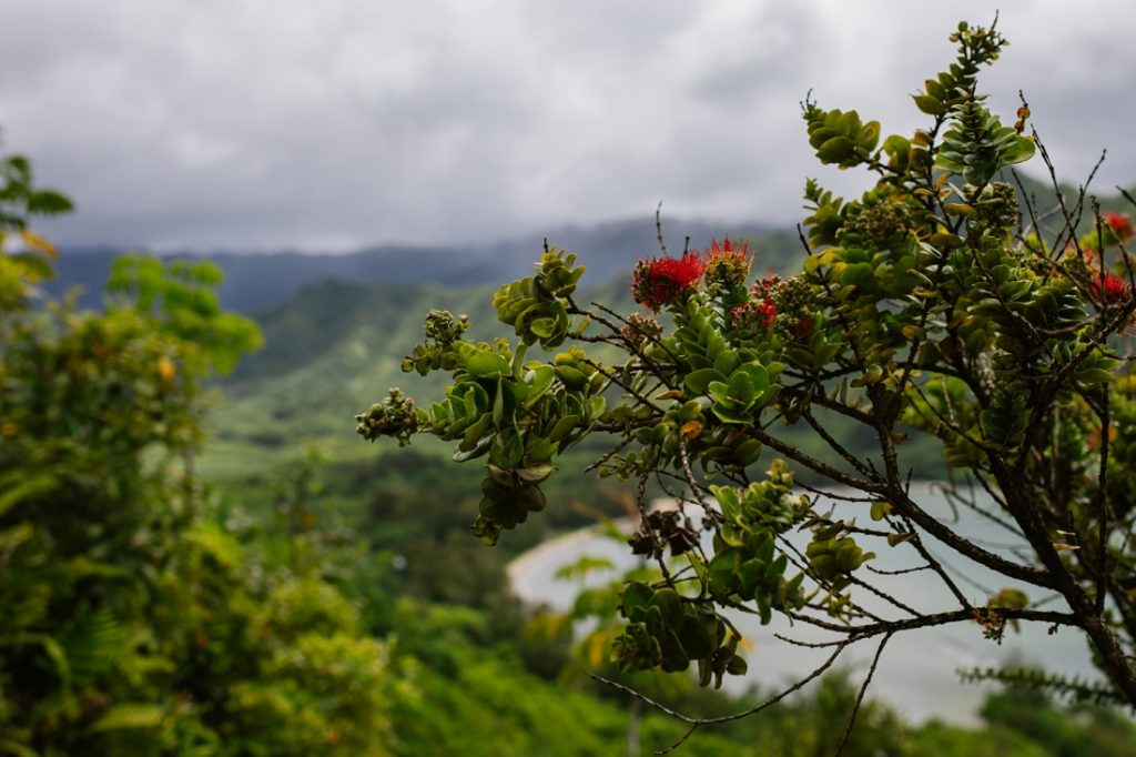 flowering ohia with a view into kahana valley oahu