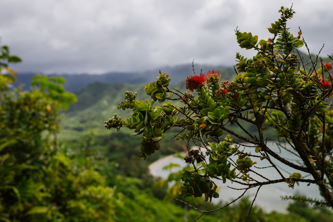 ohai in bloom over kahana bay oahu hawaii
