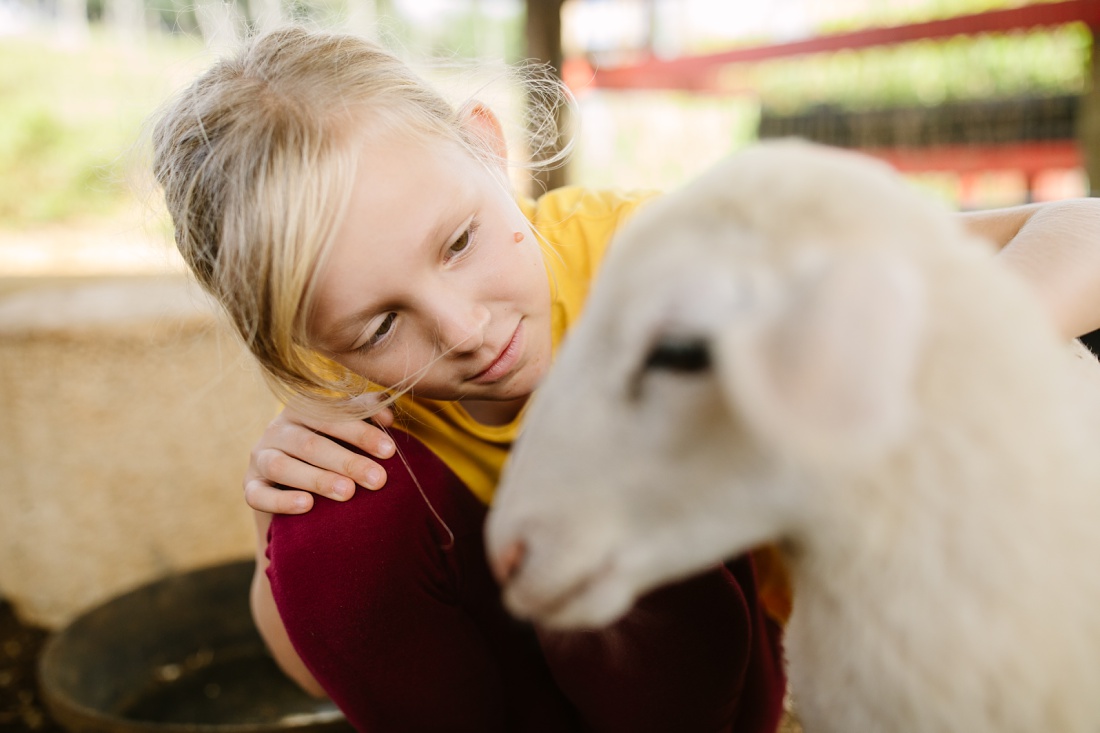 petting a lamb at the gunstock ranch petting zoo