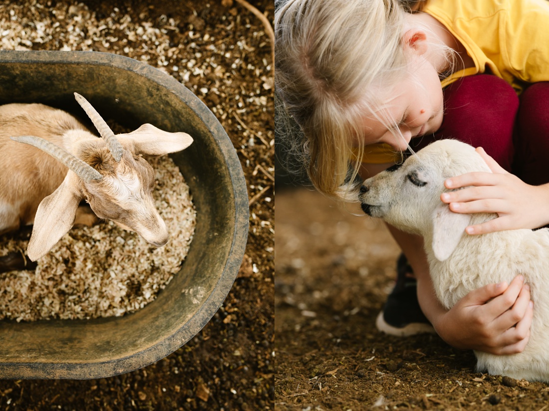 girl petting a lamb at the gunstock petting zoo oahu