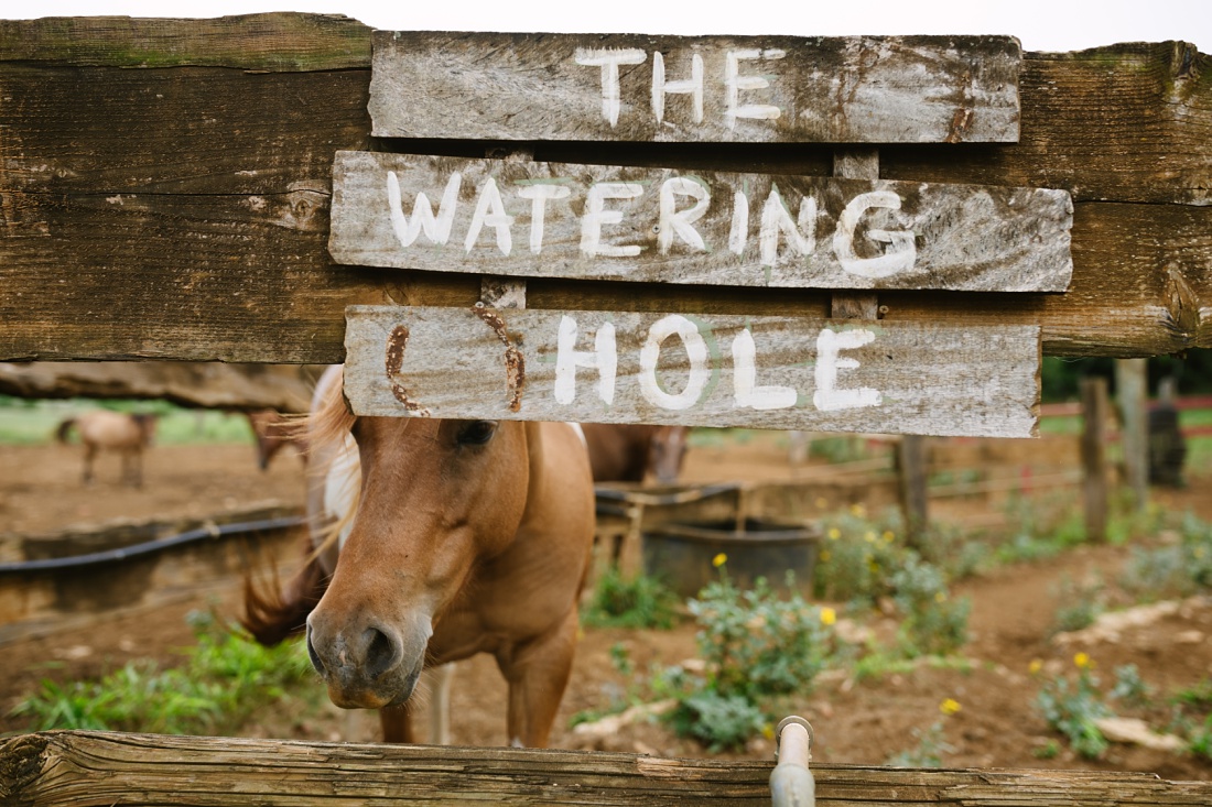 horse peeks out from the watering hole sign before horseback ride on the north shore 