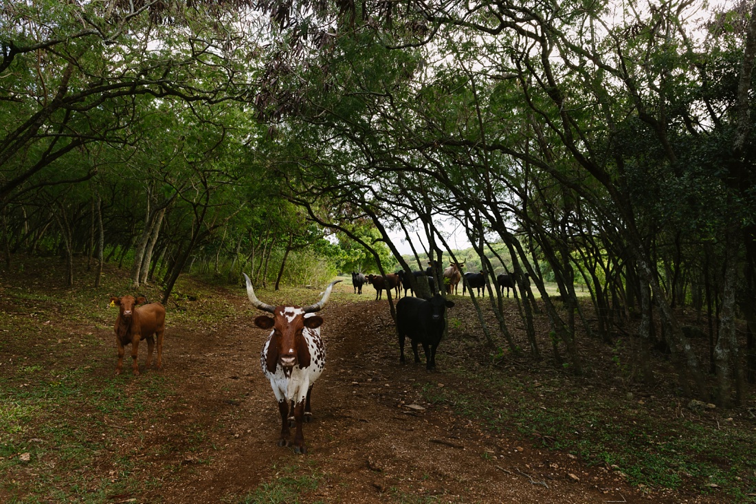 longhorn bulls in a clearing 