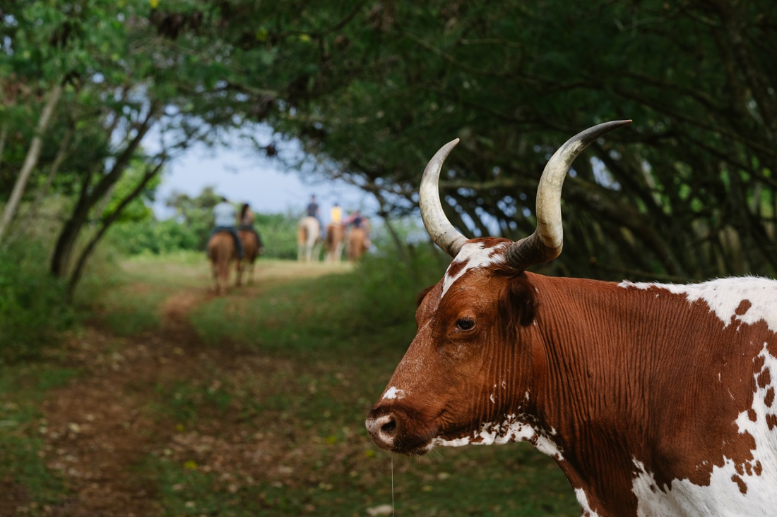 longhorn bull watches horseback trail ride pass in hawaii