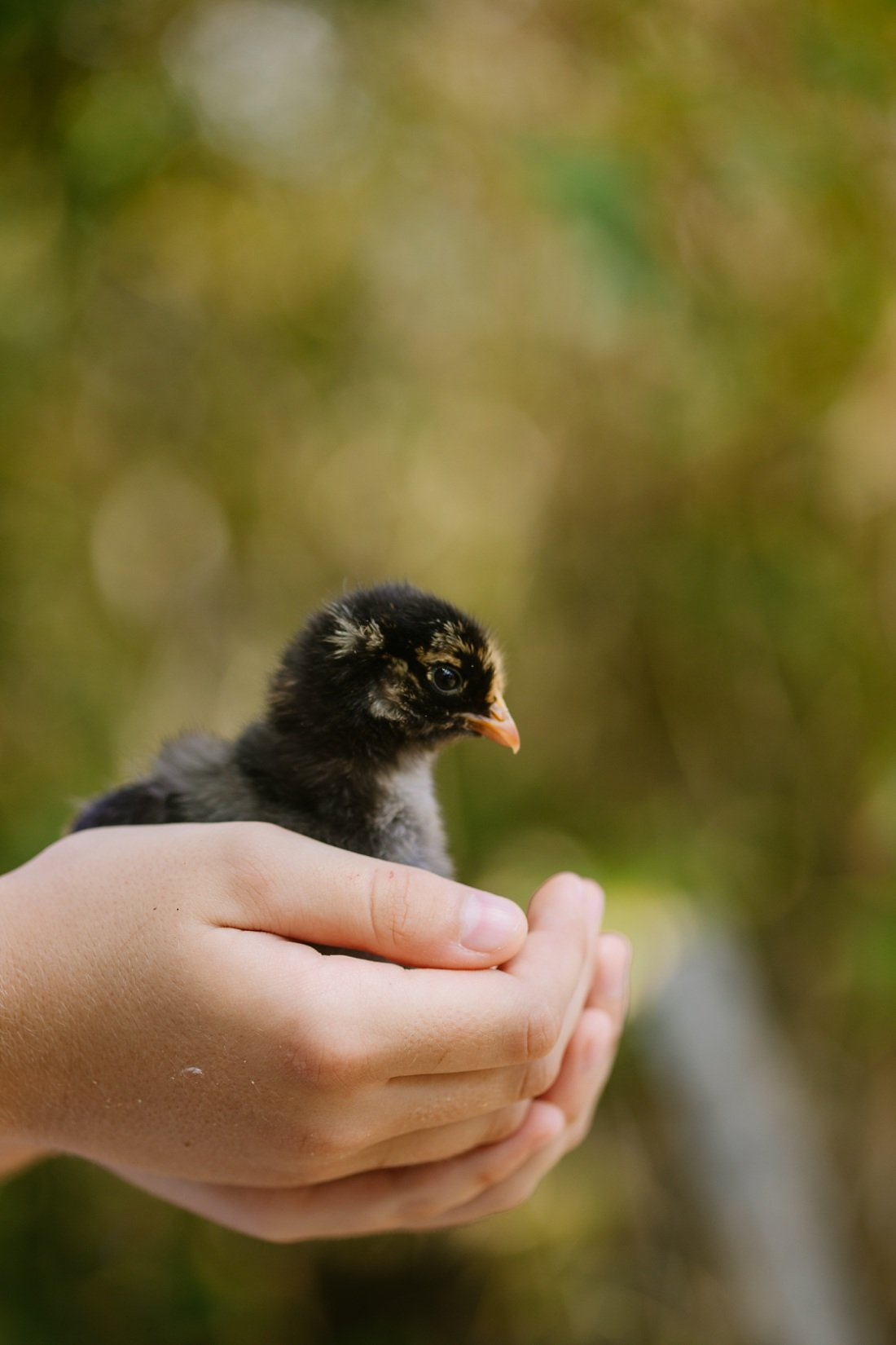 child holding a baby chick at an oahu childrens farm