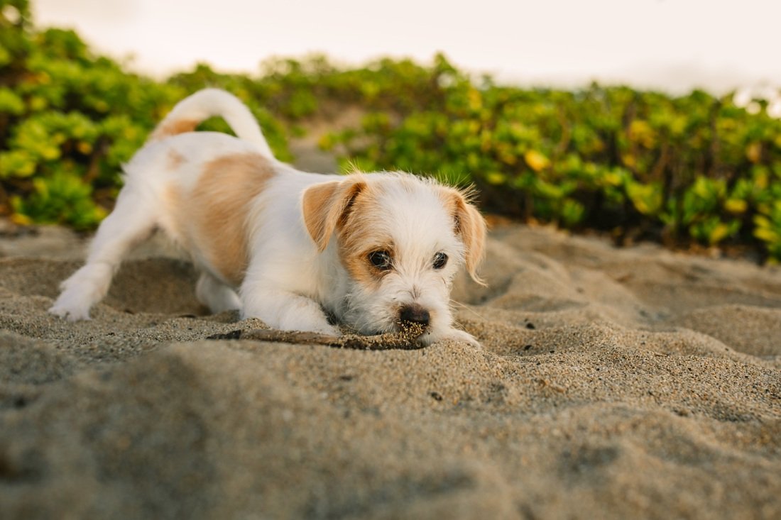 puppy playing with a stick in the sand at oahu beach