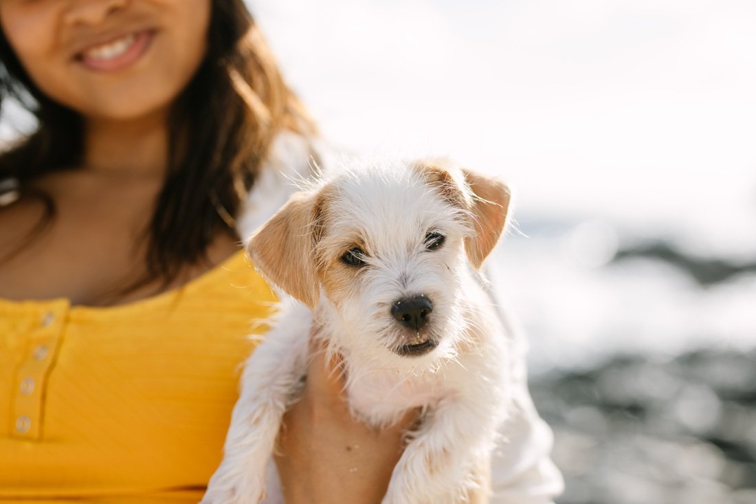 woman holds a cute terrier puppy during a photoshoot