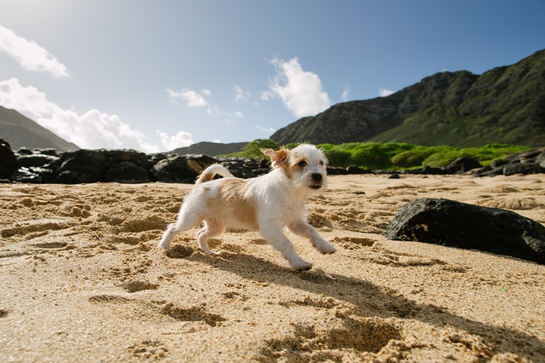 terrier puppy running on the beach in hawaii