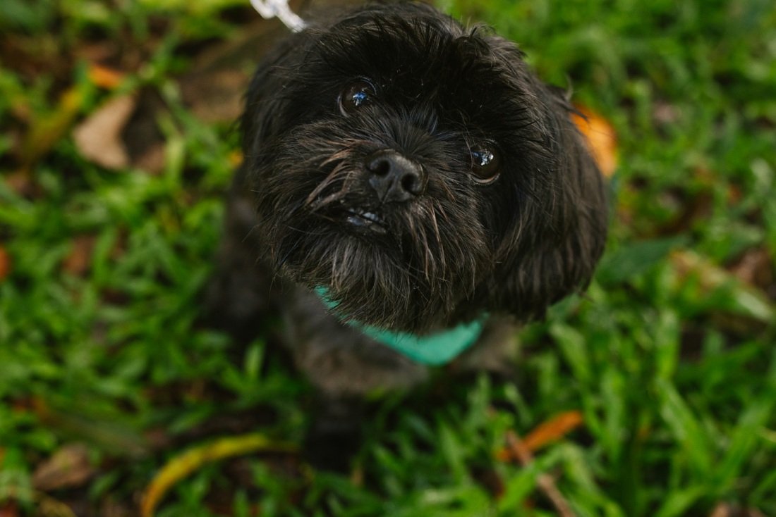 closeup portrait of a dog