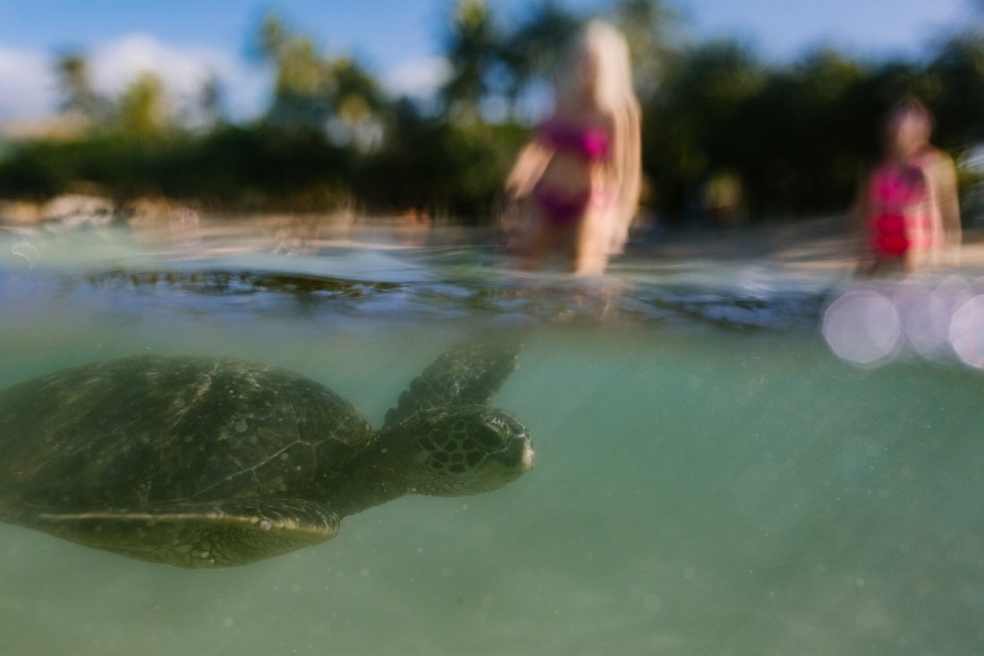 family sees a sea turtle at paradise cove koolina oahu