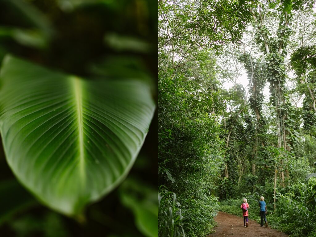 young kids hiking in the rainforest near waikiki oahu